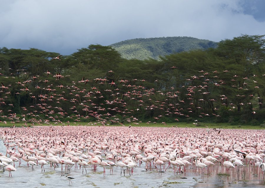 The Rift Valley Lakes Travel Guide Discover the best time to go